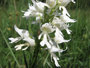 orchis militaris weiss